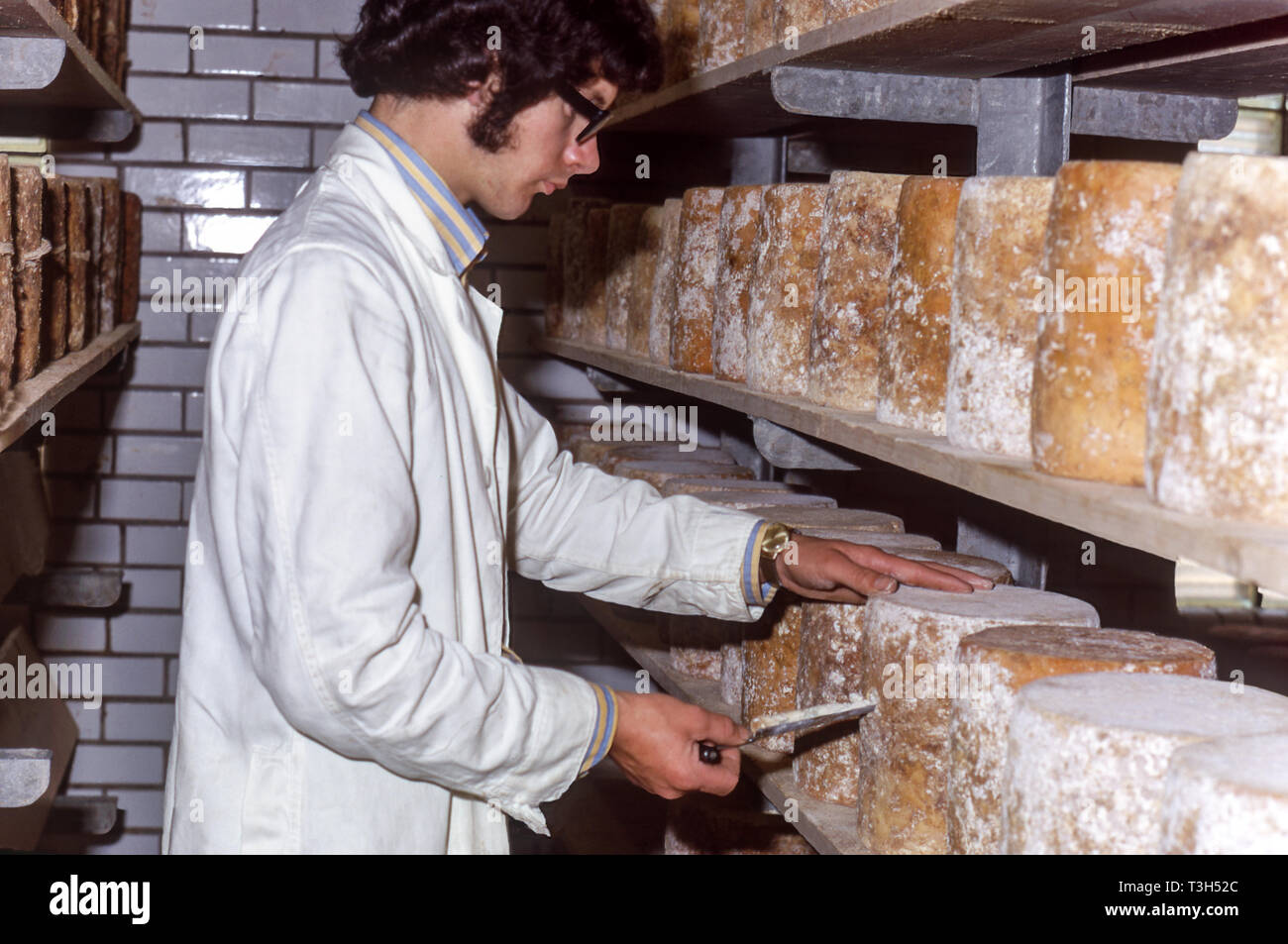Un homme-monger planche à fromage un fromage stilton bleu pour vérifier la maturité.Melton Mowbray. Leicestershire. L'Angleterre. Banque D'Images
