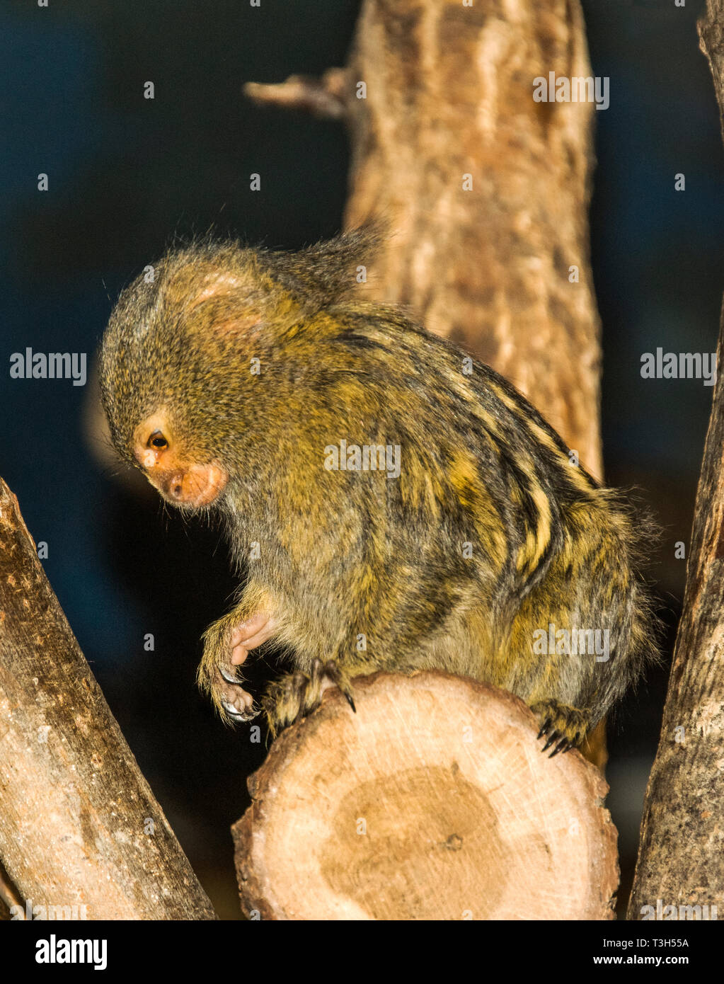 Plus Petit Singe Du Monde Banque D Image Et Photos Alamy