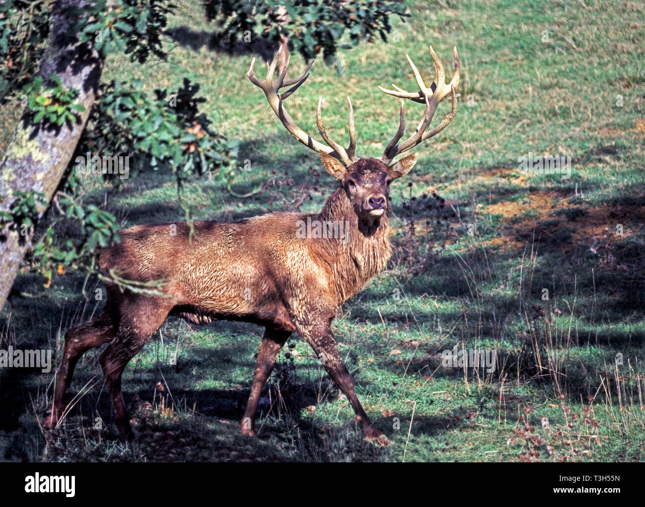 Red Deer (Cervus elaphus).homme adulte en bois plein Banque D'Images