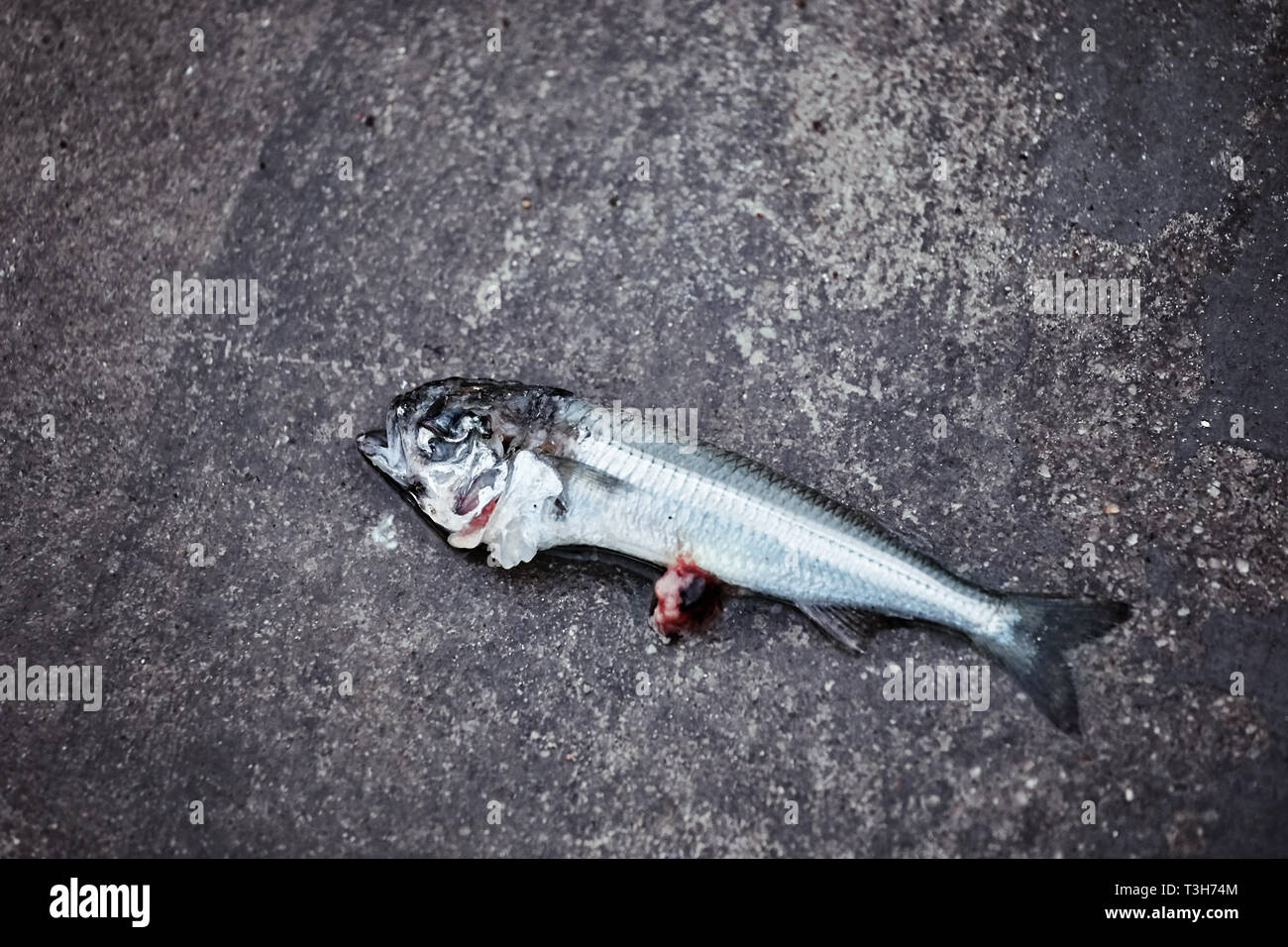 Poisson mort mackarel cheval couché sur le sol sol Banque D'Images