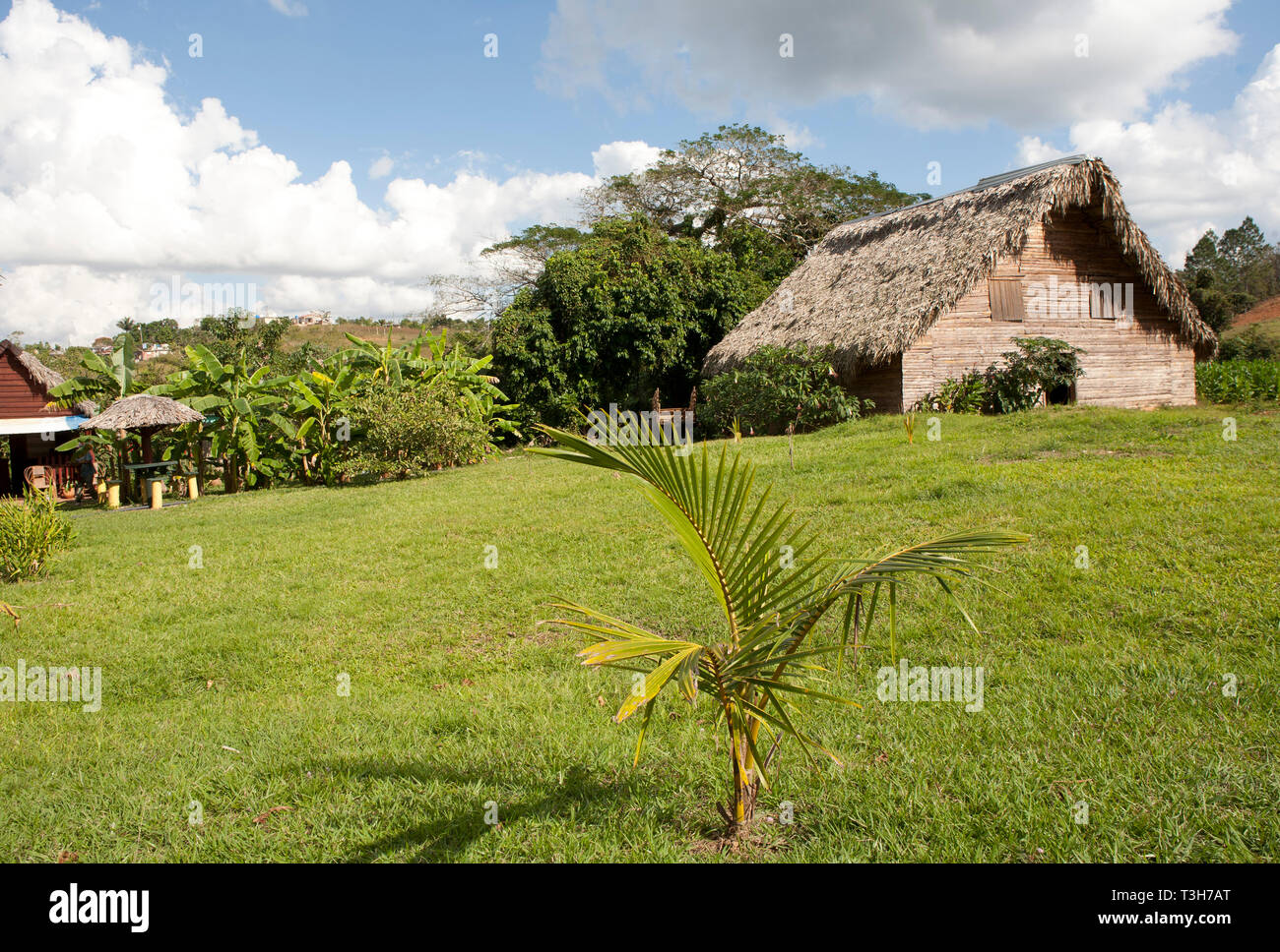 La culture du tabac à Cuba, le séchage des huttes, Close up des plants de tabac et des feuilles de plus en plus Banque D'Images
