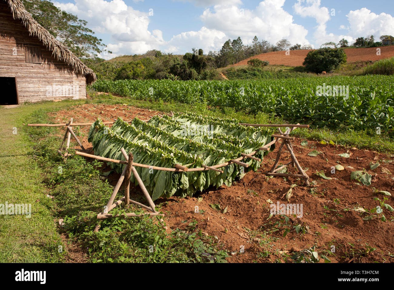 La culture du tabac à Cuba, le séchage des huttes, Close up des plants de tabac et des feuilles de plus en plus Banque D'Images