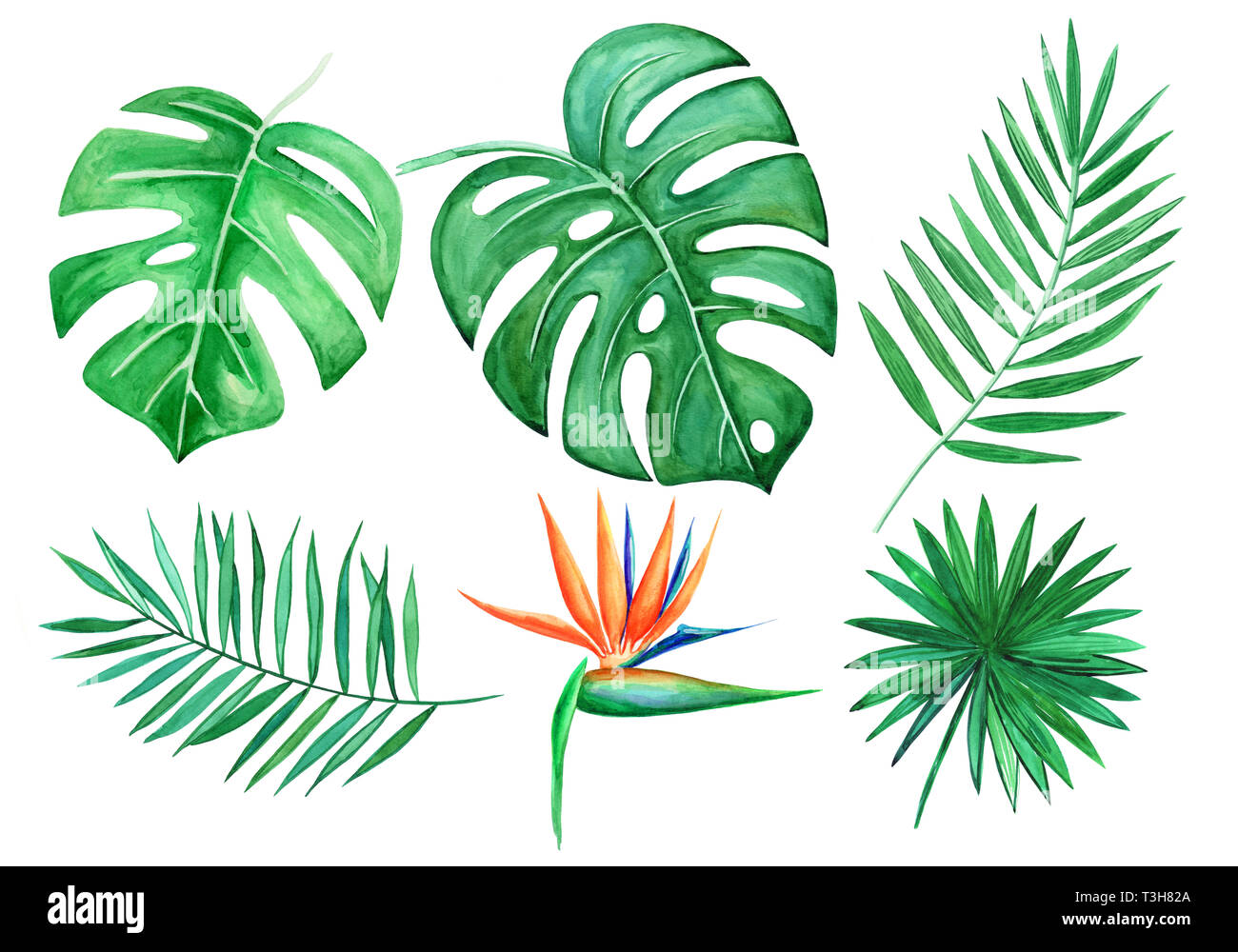 Feuille Tropical Dessin