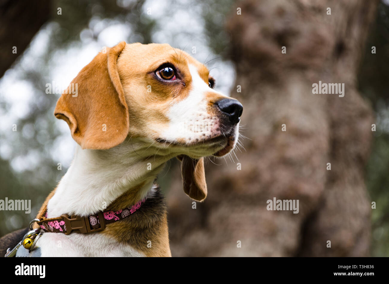 Un mignon jeune beagle à au loin dans un parc ou jardin sur pelouse verte fraîche. Banque D'Images