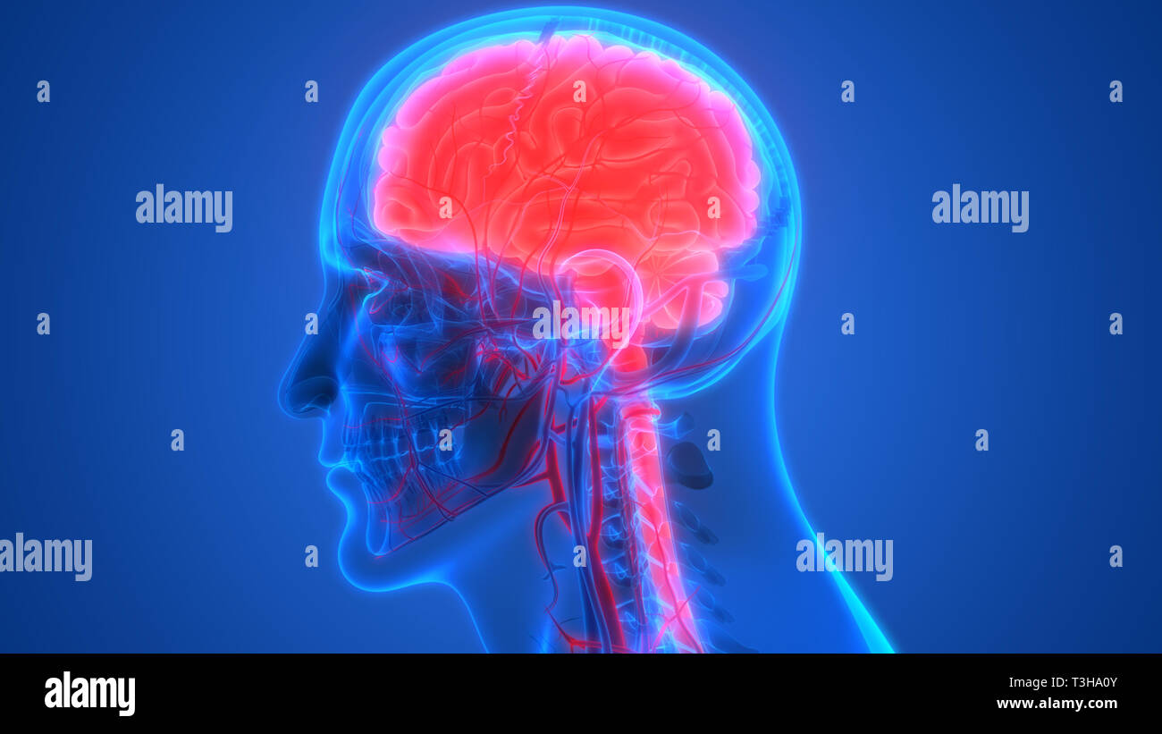 Cerveau humain avec l'anatomie du système circulatoire Banque D'Images