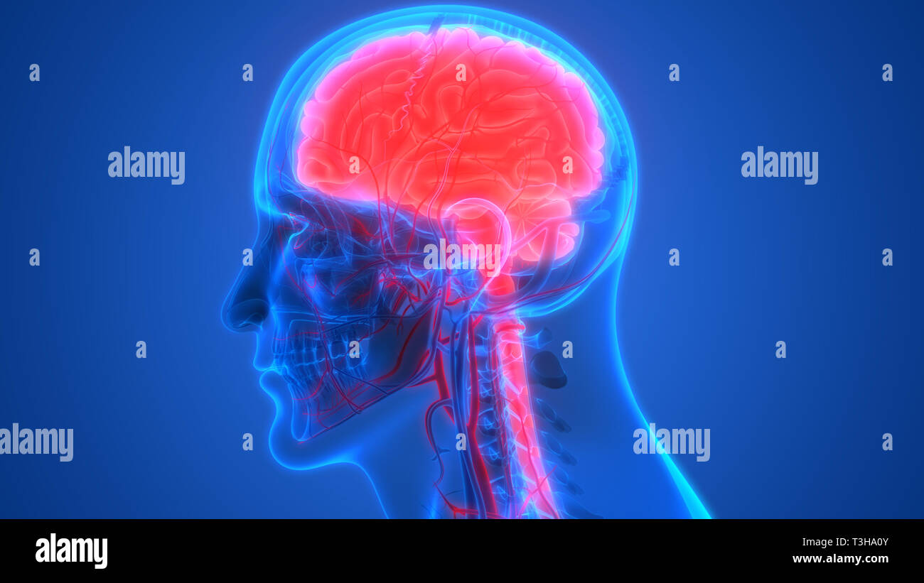Cerveau humain avec l'anatomie du système circulatoire Banque D'Images Cerveau humain avec l'anatomie du système circulatoire Banque D'Images