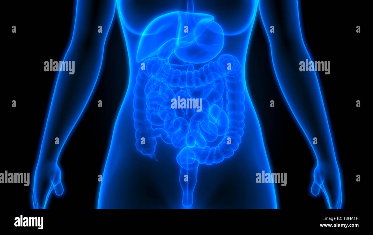 Anatomie du système digestif humain Photo Stock - Alamy