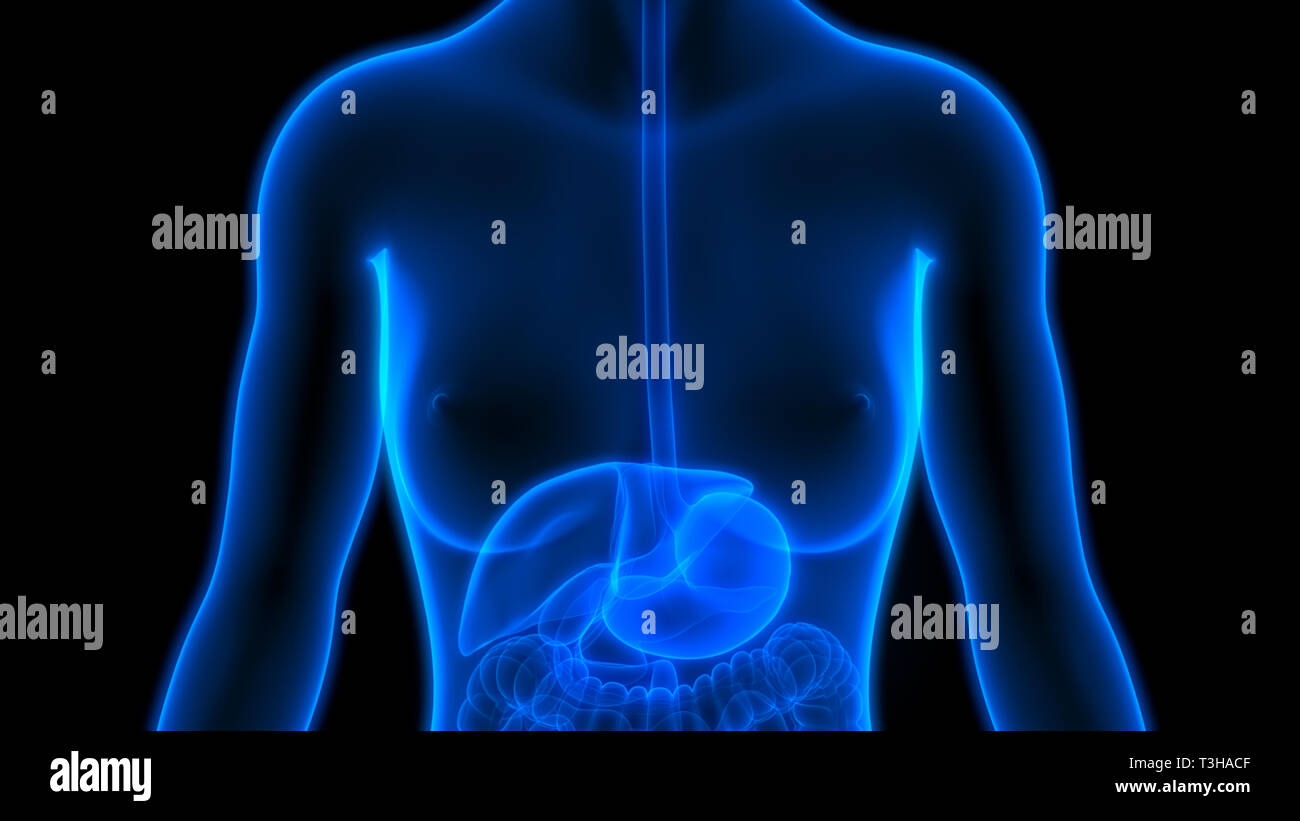Anatomie du foie humain Banque D'Images