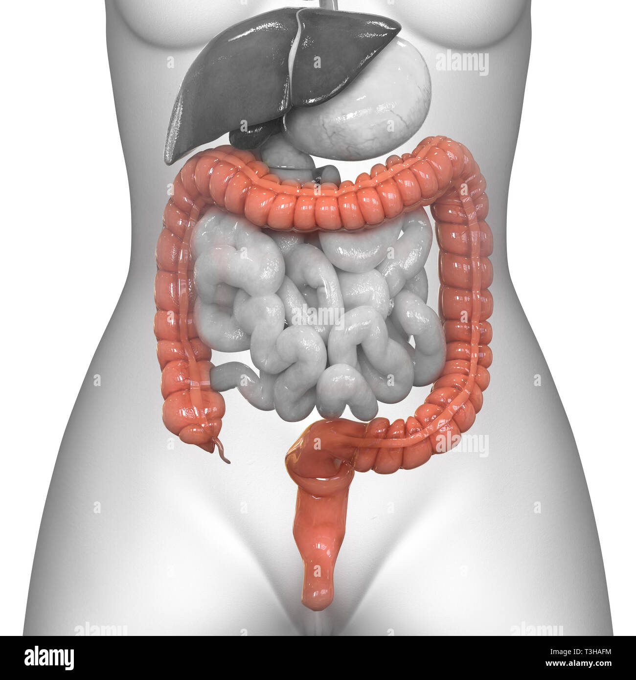 Système digestif humain Gros intestin anatomie Banque D'Images