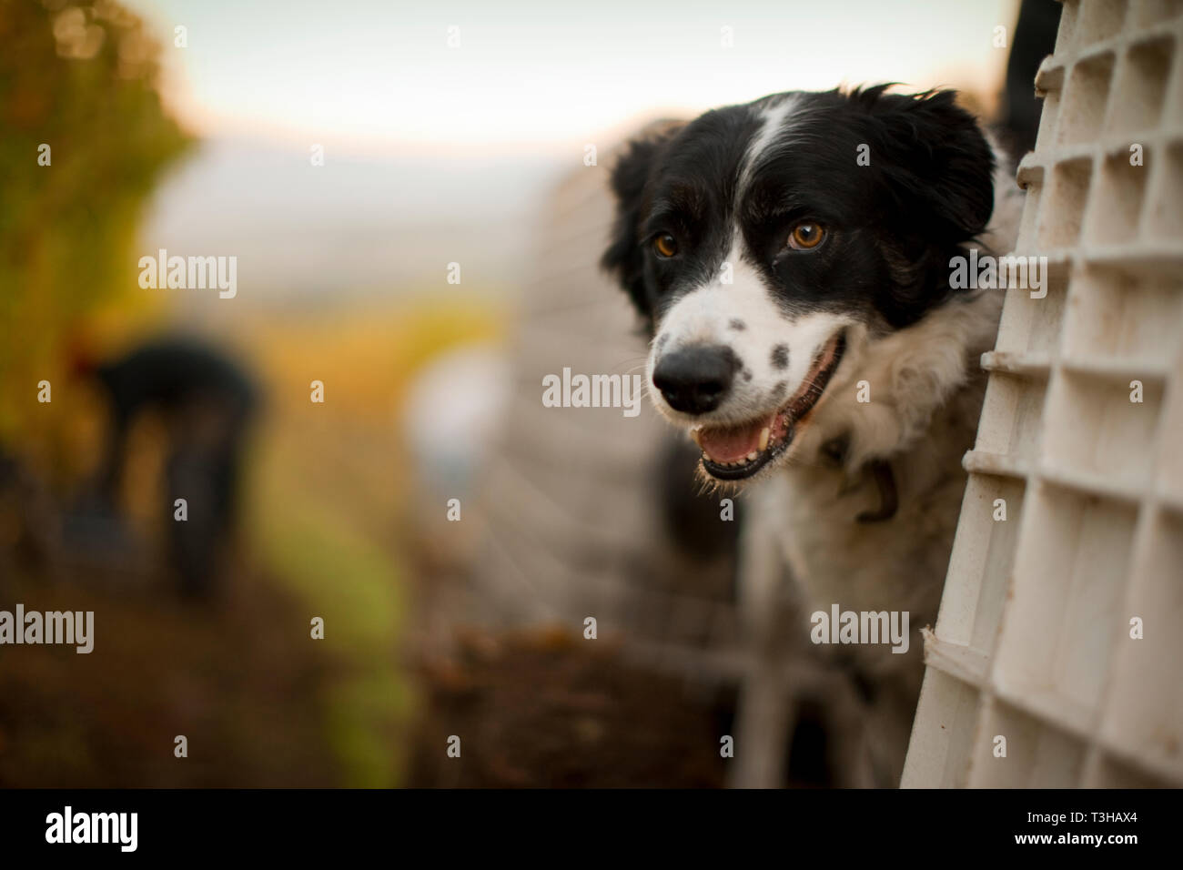 Chien de vignes dans l'arrière-plan. Banque D'Images