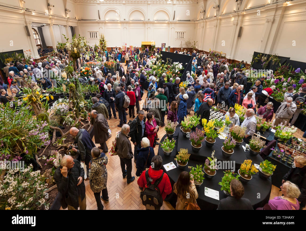Le lancement au printemps de la Royal Horticultural Society et Orchid show à Lindley Hall, Londres. Banque D'Images