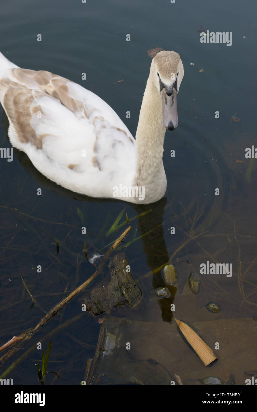 Swan à côté d'un gant en caoutchouc dans un canal à Ware. La rivière Lea s'écoule de la collines de Chiltern et flux au sud-est jusqu'à la Tamise à Londres. Banque D'Images