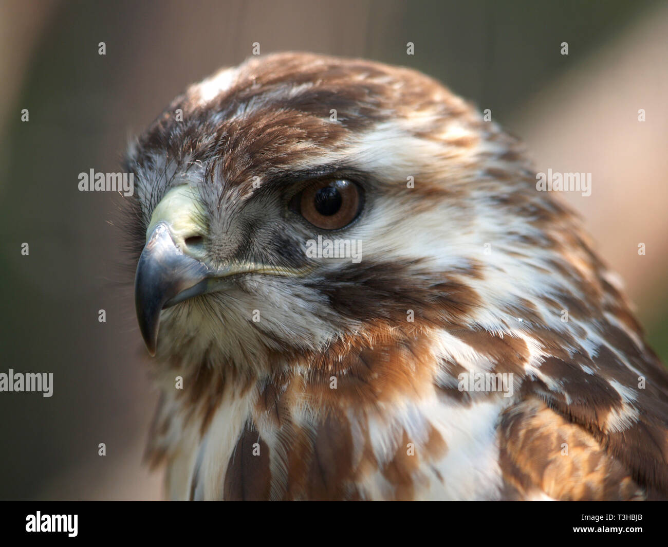 Portrait de goéland - buzzard Buteo buteo Banque D'Images