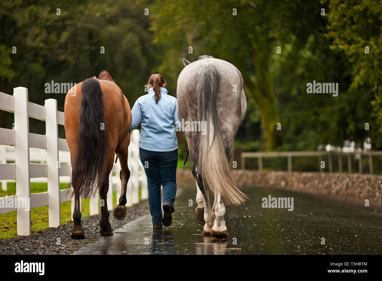 Jeune entraîneur de chevaux l'exercice de ses chevaux. Banque D'Images