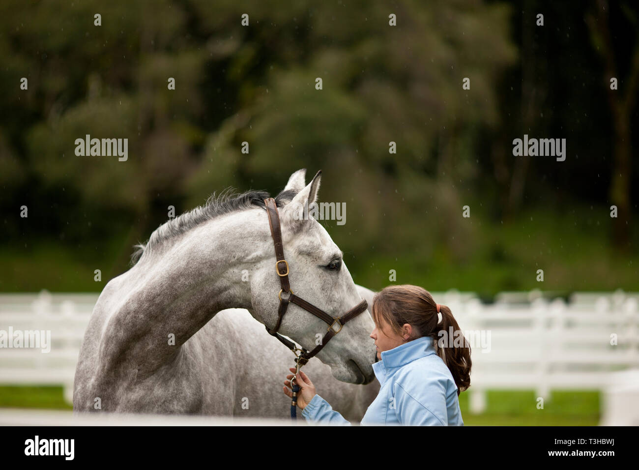 Jeune entraîneur de chevaux l'exercice de son cheval. Banque D'Images