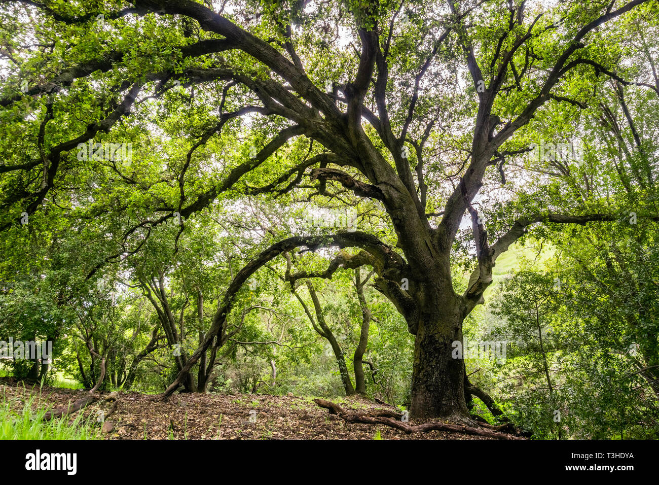 Grand chêne vivent côte fournissant de l'ombre, de San Jose, au sud de la baie de San Francisco, Californie Banque D'Images