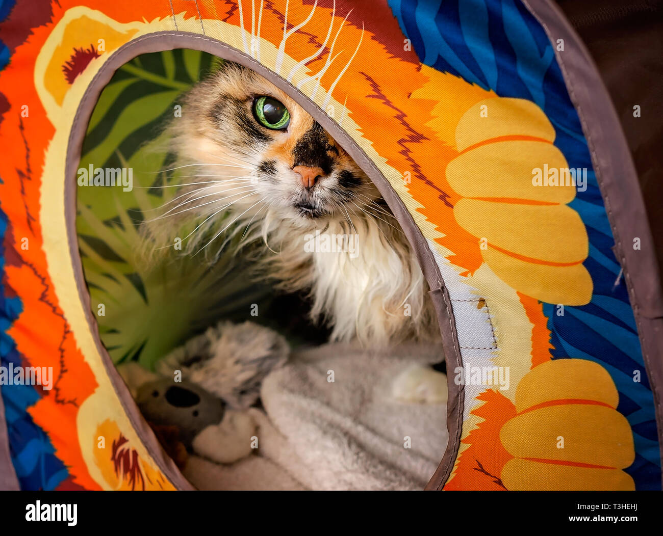 Lily, un jeune homme de 18 ans écaille, poil long chat domestique, se profile à partir d'un cube de chat, le 3 avril 2019, dans l'Alabama, Coden. Banque D'Images