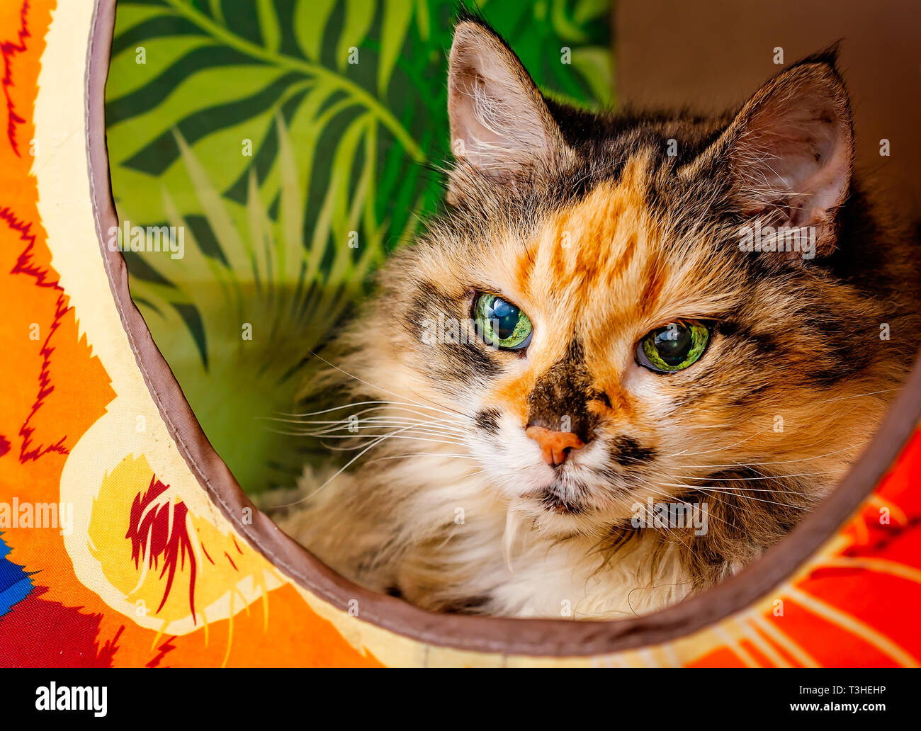 Lily, un jeune homme de 18 ans écaille, poil long chat domestique, établit dans un chat cube, 3 avril 2019, dans l'Alabama, Coden. Banque D'Images