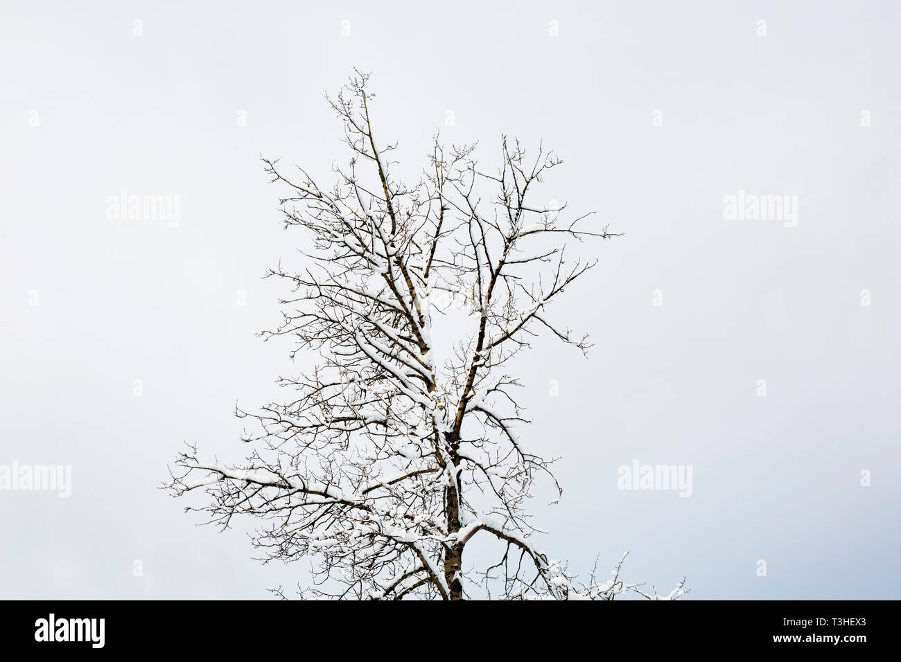 WA16124-00...WASHINGTON - un arbre givré avec un dégivrage de la neige sur la piste de ski d'hiver au sommet de l'Amabilis Mountain dans le Okanogan-Wenatchee Nati Banque D'Images