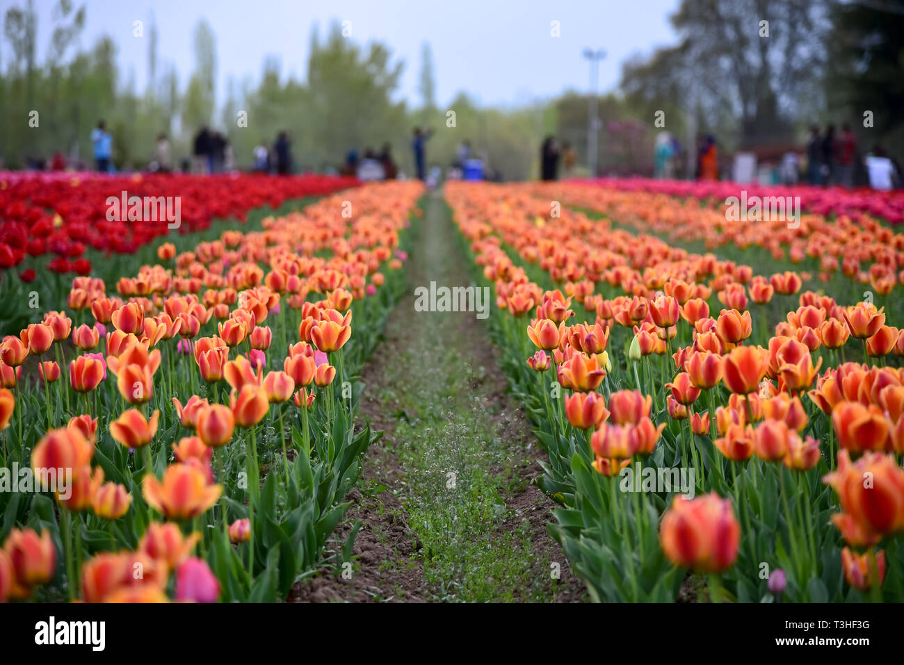 Une vue générale de tulipes en fleurs à célèbre Indira Gandhi Memorial Tulip garden, de l'Asie, le plus grand jardin de tulipes de Srinagar, capitale d'été du Jammu-et-Cachemire. C'est le plus grand jardin de tulipes en Asie, répartis sur une superficie de 30 hectares. Il est situé dans la région de Siraj Bagh sur pied de gamme Zabarwan. C'est l'un des lieu d'attraction touristique à Srinagar. Banque D'Images