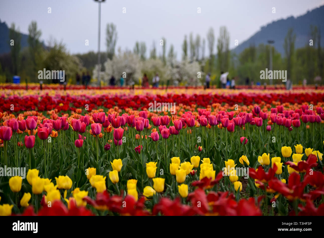 Vu les tulipes en pleine floraison au célèbre Indira Gandhi Memorial Tulip garden, de l'Asie, le plus grand jardin de tulipes de Srinagar, capitale d'été du Jammu-et-Cachemire. C'est le plus grand jardin de tulipes en Asie, répartis sur une superficie de 30 hectares. Il est situé dans la région de Siraj Bagh sur pied de gamme Zabarwan. C'est l'un des lieu d'attraction touristique à Srinagar. Banque D'Images