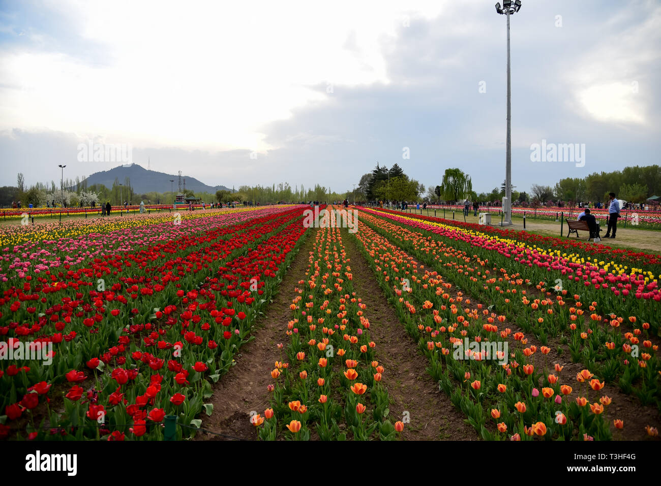 Une vue générale de tulipes en fleurs à célèbre Indira Gandhi Memorial Tulip garden, de l'Asie, le plus grand jardin de tulipes de Srinagar, capitale d'été du Jammu-et-Cachemire. C'est le plus grand jardin de tulipes en Asie, répartis sur une superficie de 30 hectares. Il est situé dans la région de Siraj Bagh sur pied de gamme Zabarwan. C'est l'un des lieu d'attraction touristique à Srinagar. Banque D'Images