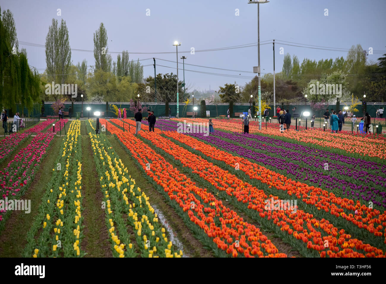 Vu les touristes appréciant les tulipes fleurissent à la fameuse Indira Gandhi Memorial Tulip garden, de l'Asie, le plus grand jardin de tulipes de Srinagar, capitale d'été du Jammu-et-Cachemire. C'est le plus grand jardin de tulipes en Asie, répartis sur une superficie de 30 hectares. Il est situé dans la région de Siraj Bagh sur pied de gamme Zabarwan. C'est l'un des lieu d'attraction touristique à Srinagar. Banque D'Images