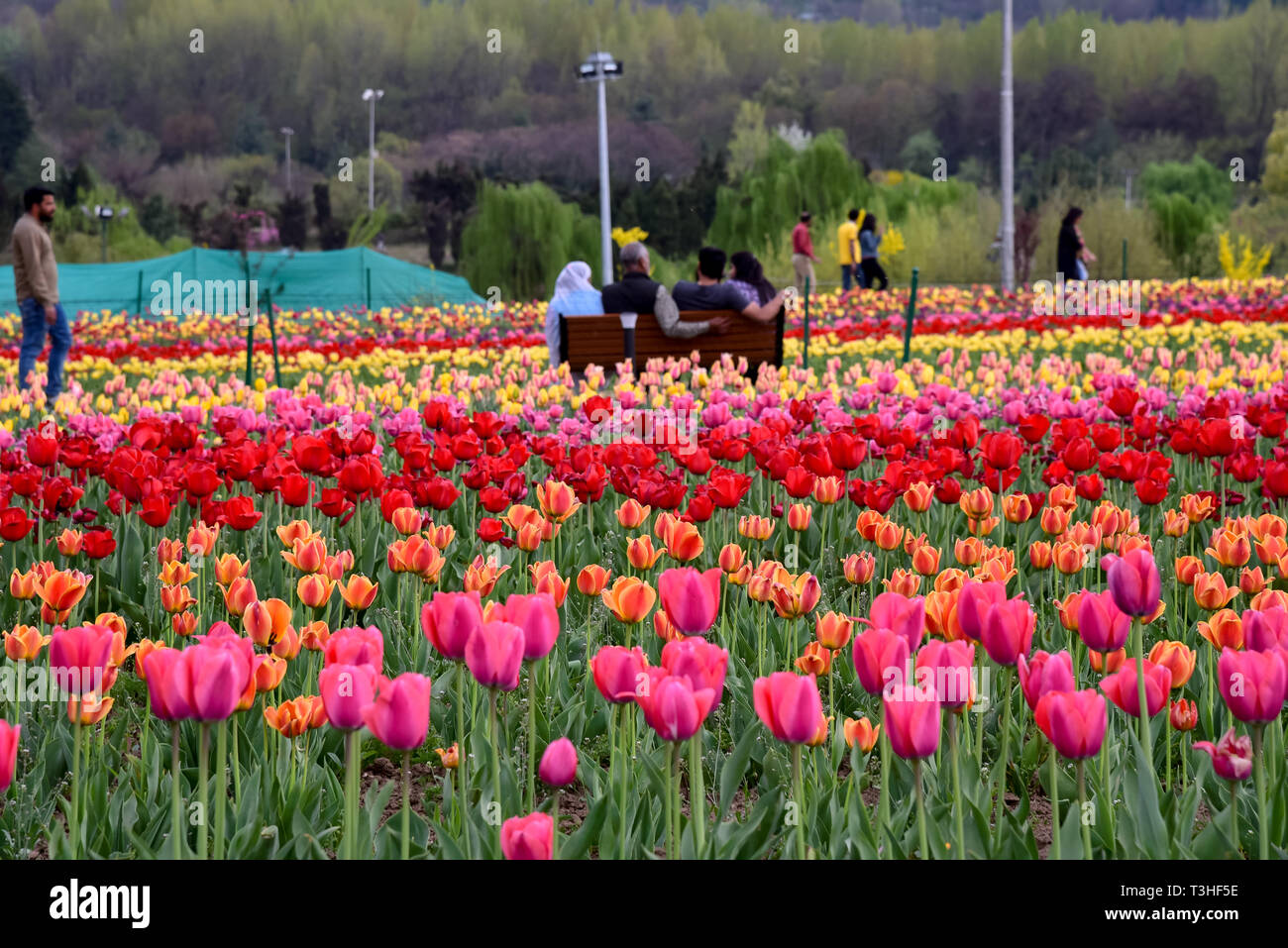 Vu les touristes bénéficiant d'une promenade dans le célèbre Indira Gandhi Memorial Tulip garden, de l'Asie, le plus grand jardin de tulipes de Srinagar, capitale d'été du Jammu-et-Cachemire. C'est le plus grand jardin de tulipes en Asie, répartis sur une superficie de 30 hectares. Il est situé dans la région de Siraj Bagh sur pied de gamme Zabarwan. C'est l'un des lieu d'attraction touristique à Srinagar. Banque D'Images