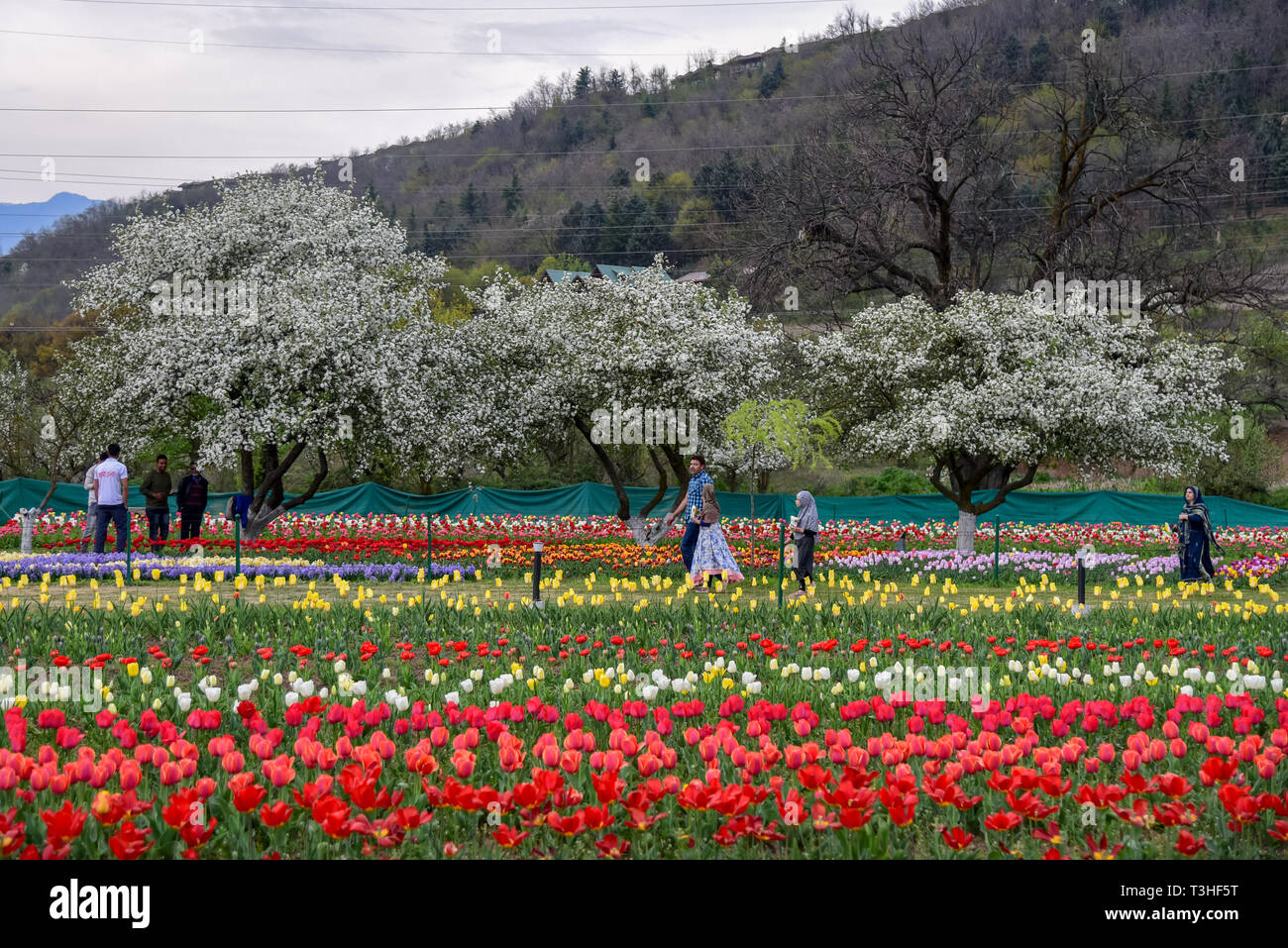 Les habitants du Cachemire vu marcher à côté de tulipes en fleurs à célèbre Indira Gandhi Memorial Tulip garden, de l'Asie, le plus grand jardin de tulipes de Srinagar, capitale d'été du Jammu-et-Cachemire. C'est le plus grand jardin de tulipes en Asie, répartis sur une superficie de 30 hectares. Il est situé dans la région de Siraj Bagh sur pied de gamme Zabarwan. C'est l'un des lieu d'attraction touristique à Srinagar. Banque D'Images