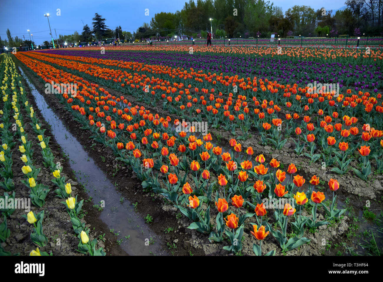 Une vue générale de tulipes en fleurs à célèbre Indira Gandhi Memorial Tulip garden, de l'Asie, le plus grand jardin de tulipes de Srinagar, capitale d'été du Jammu-et-Cachemire. C'est le plus grand jardin de tulipes en Asie, répartis sur une superficie de 30 hectares. Il est situé dans la région de Siraj Bagh sur pied de gamme Zabarwan. C'est l'un des lieu d'attraction touristique à Srinagar. Banque D'Images