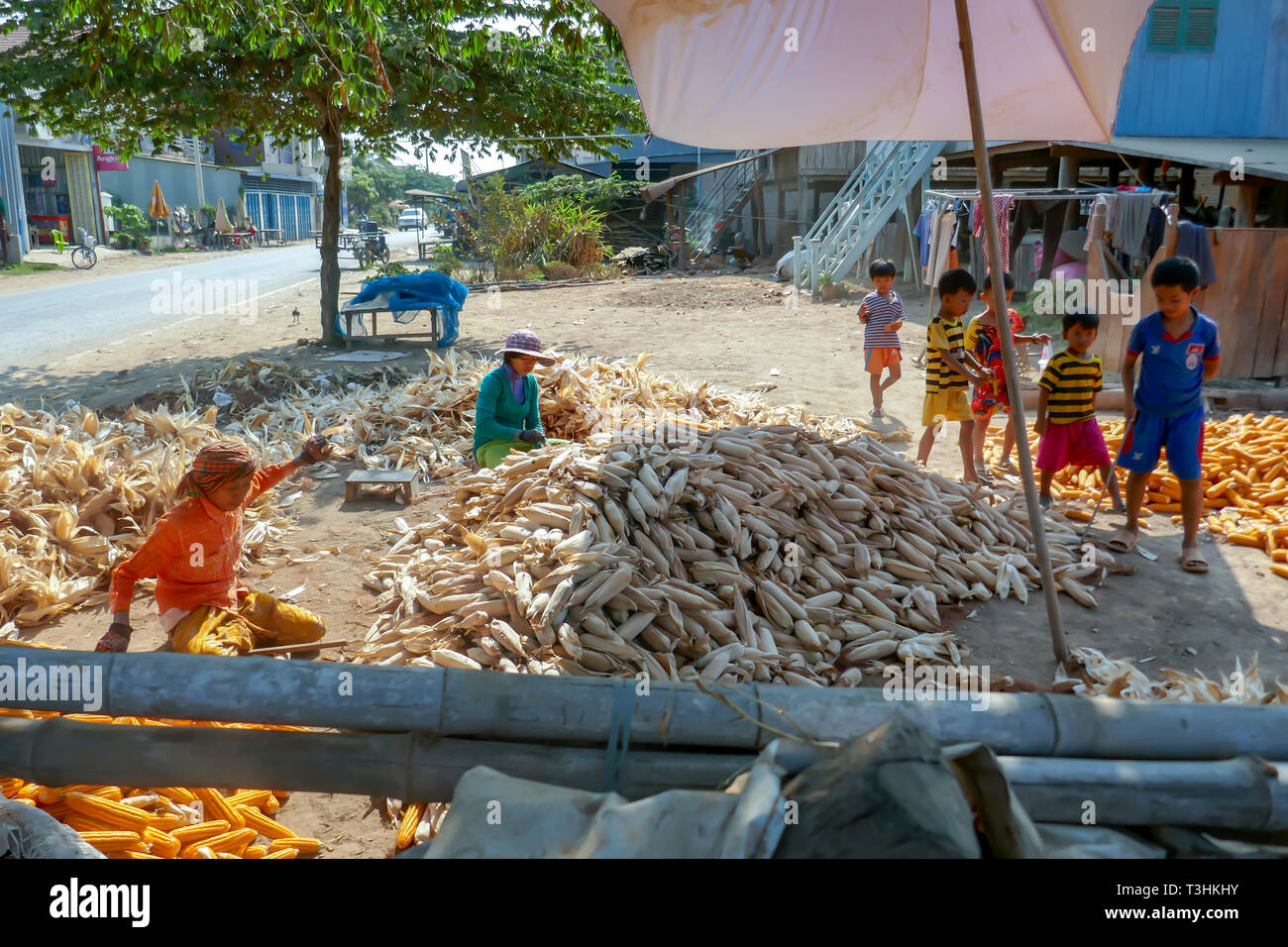 Wat Hanchey, Cambodge - 2 mars 2019 - Les femmes dans le village cambodgien rural traditionnel shucking corn sur le côté de la route. Banque D'Images