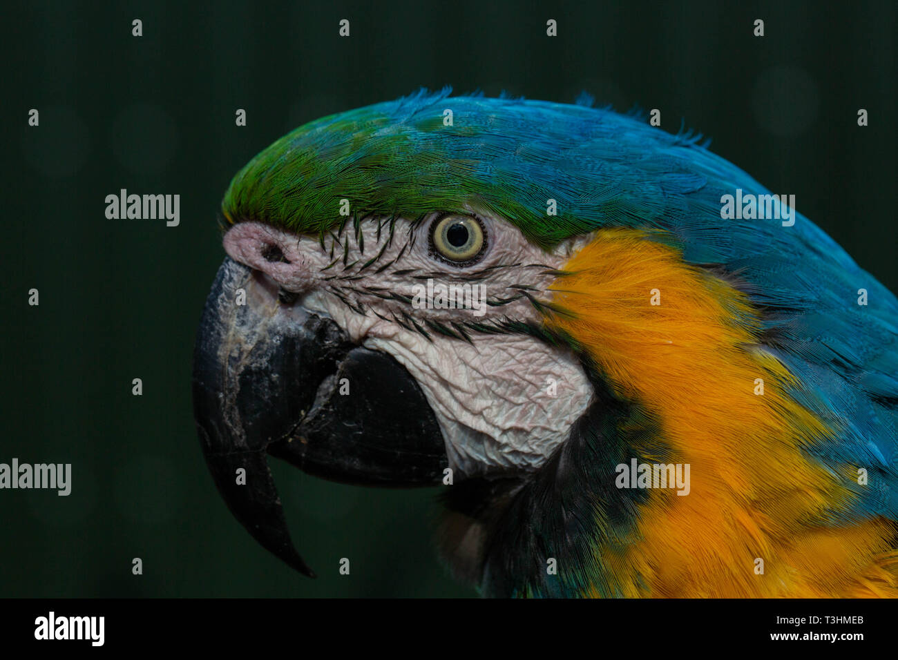 Rare Portrait de Parrot. Montrant l'expression et de contact avec les yeux. Banque D'Images