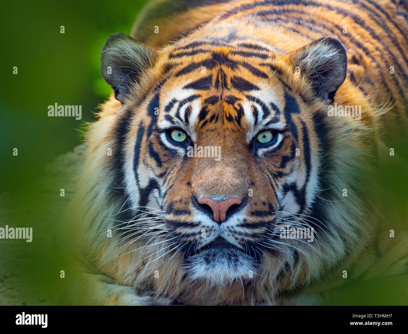 Tigre de Sumatra Panthera tigris sondaica prisonnier Banque D'Images