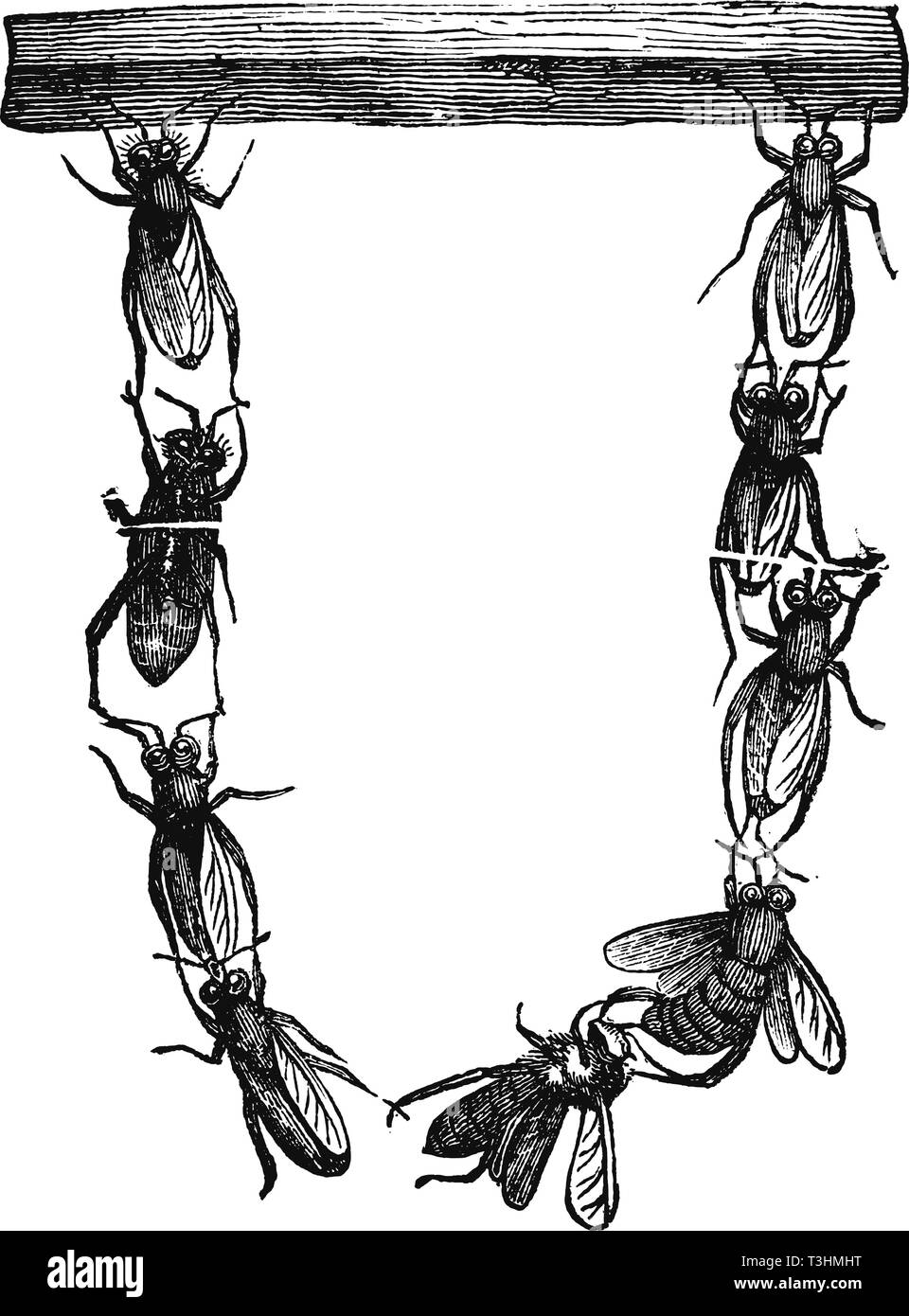 Dessin vectoriel d'antiquités ou d'une gravure de grunge vintage illustration du groupe d'abeilles Les abeilles à miel ou à partir ensemble pour construire nouveau nid.de livre Bienenfreund Neuester Illustrierter, imprimé à Leipzig, Allemagne, 1852. Illustration de Vecteur