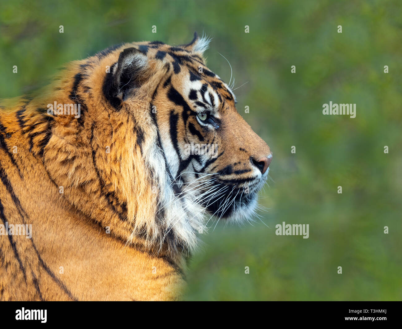Tigre de Sumatra Panthera tigris sondaica prisonnier Banque D'Images