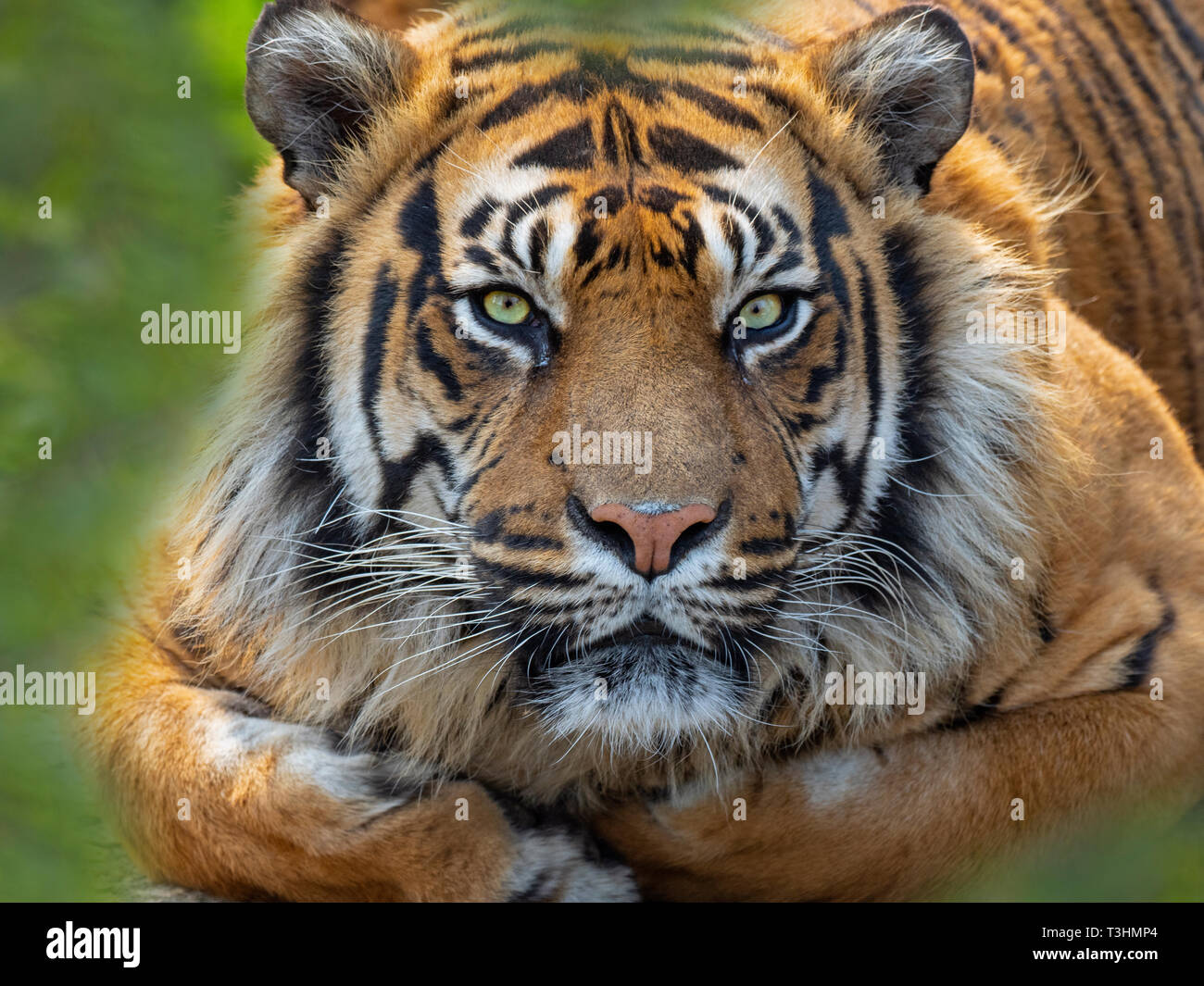 Tigre de Sumatra Panthera tigris sondaica prisonnier Banque D'Images