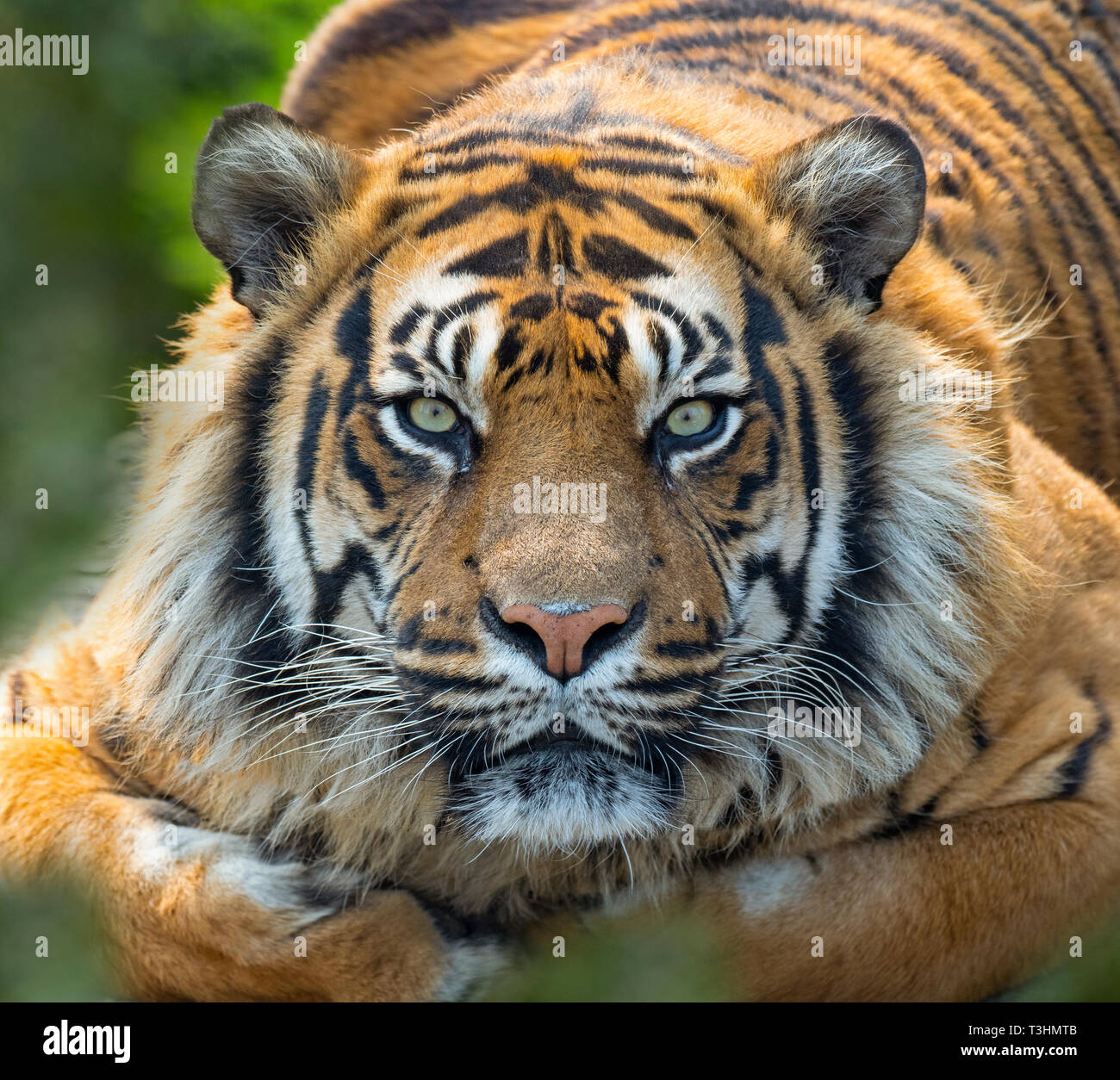 Tigre de Sumatra Panthera tigris sondaica prisonnier Banque D'Images