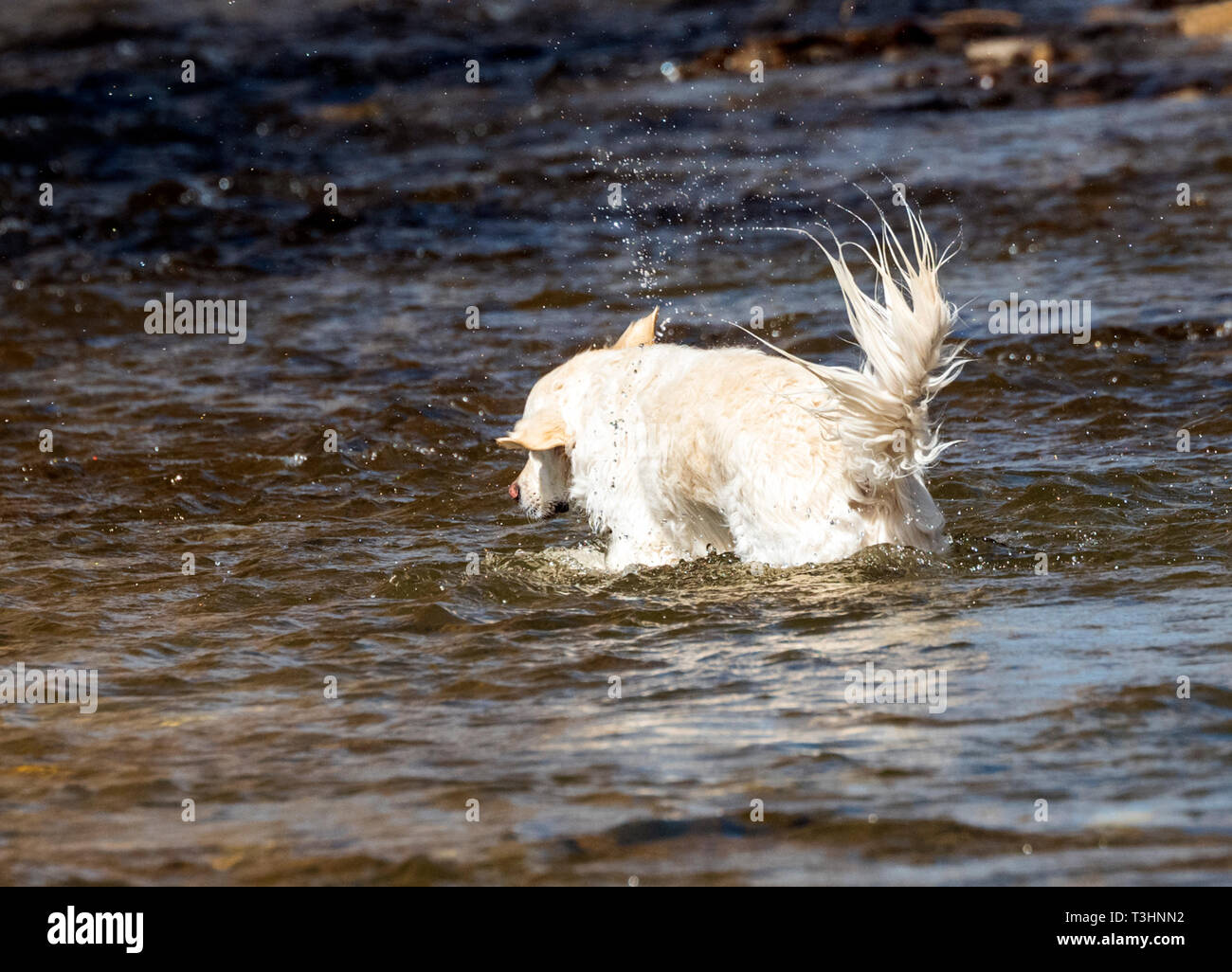 Couleur platine Golden Retriever chien jouant dans le sud de l'Arkansas River, Salida, Colorado, USA Banque D'Images