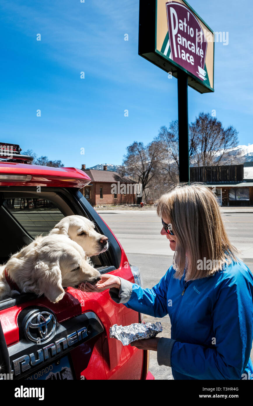 Femme nourrit deux chiens Golden Retriever de couleur platine saucisse dans arrière d'un SUV ; Patio ; restaurant de crêpes ; Salida Colorado ; USA Banque D'Images