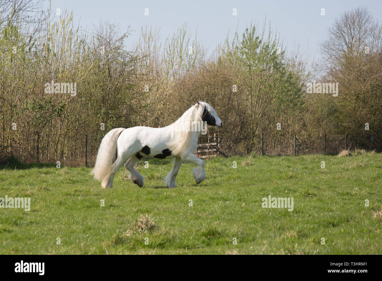 Gypsy cob cheval courir dans un champ sur une journée ensoleillée, cheval blanc avec des taches marron et sa longue queue et crinière découlant Banque D'Images
