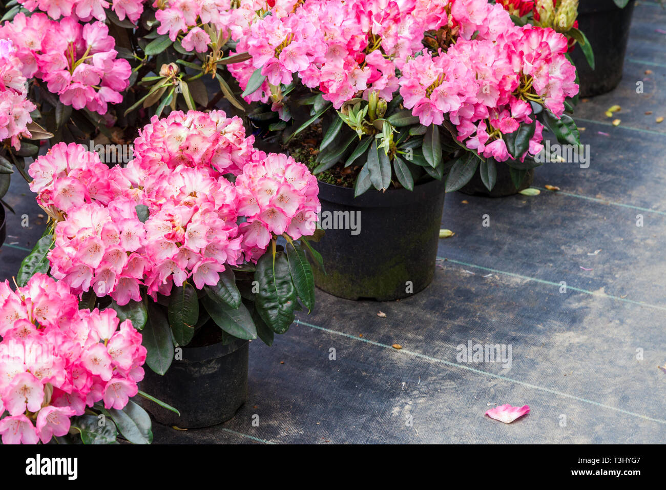 Rhododendron fleurs dans les pots en plastique en vente dans les plantes pépinière à ressort. Banque D'Images