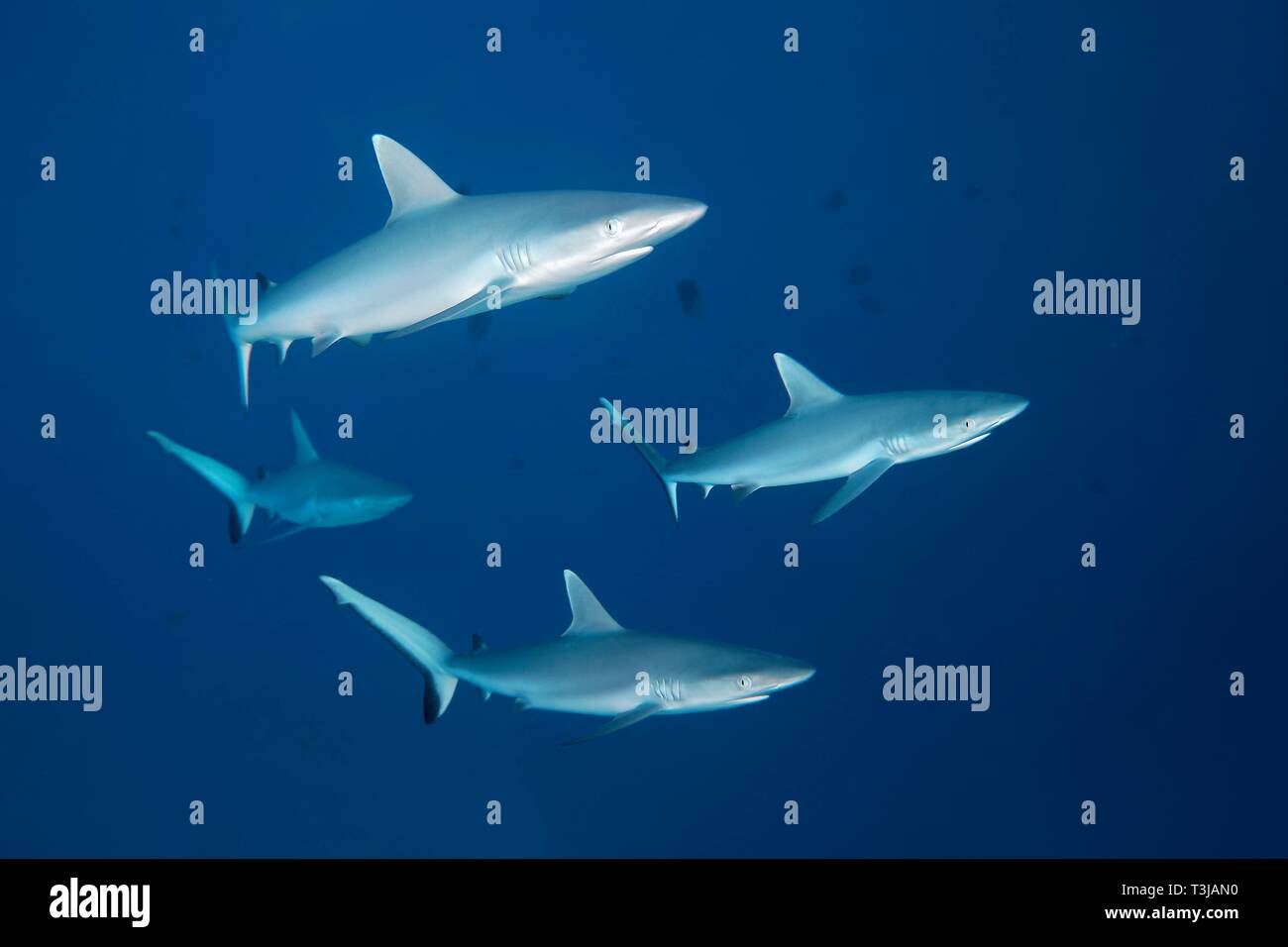 Quatre les requins gris de récif (Carcharhinus amblyrhynchos) nager en pleine mer, l'Océan Indien, les Maldives Banque D'Images