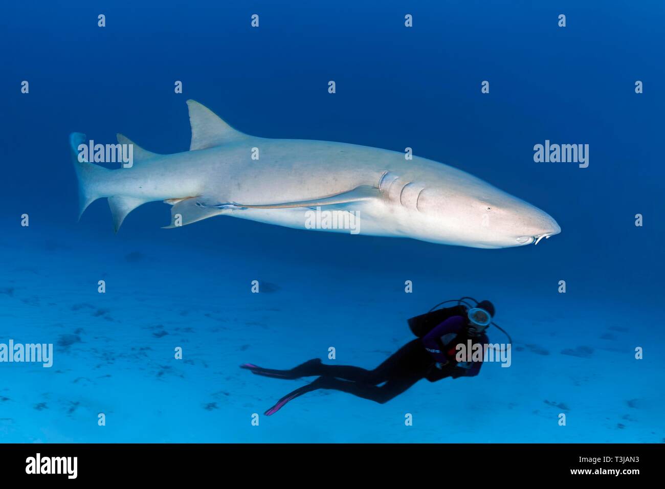 L'observation d'plongeur requin nourrice fauve (Nebrius ferrugineus), de l'Océan Indien, les Maldives Banque D'Images
