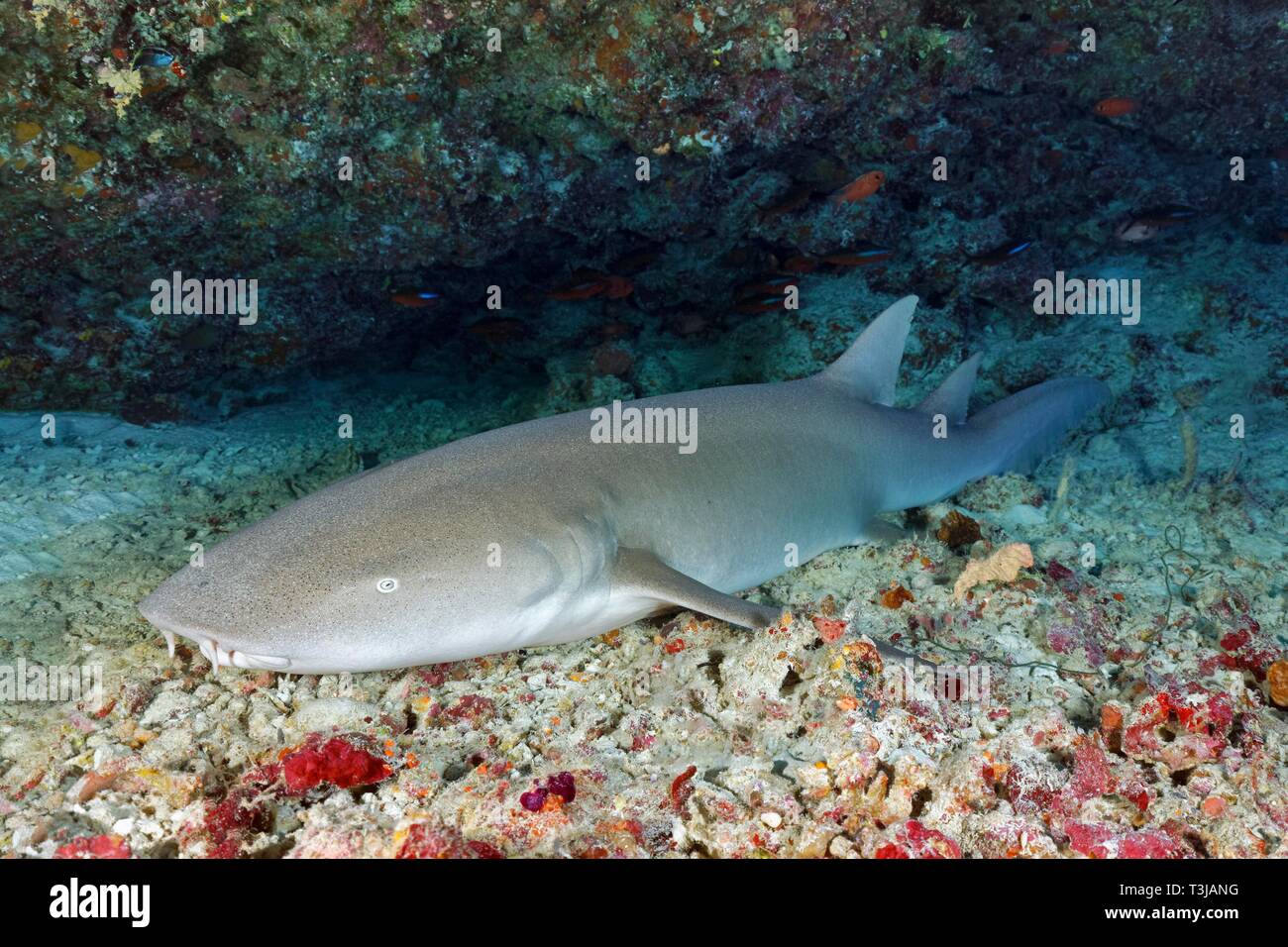 Requin nourrice fauve (Nebrius ferrugineus) se situe dans le domaine du logement, de l'Océan Indien, les Maldives Banque D'Images