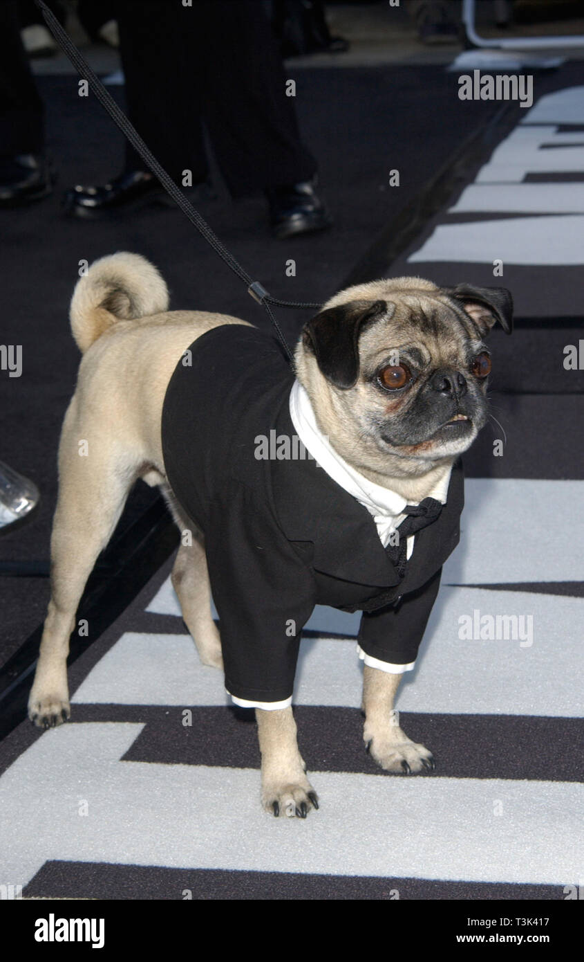 LOS ANGELES, CA. 26 juin 2002 : le chien à l'eau de Los Angeles la première  de son nouveau film Men in Black II. © Paul Smith / Featureflash Photo  Stock - Alamy