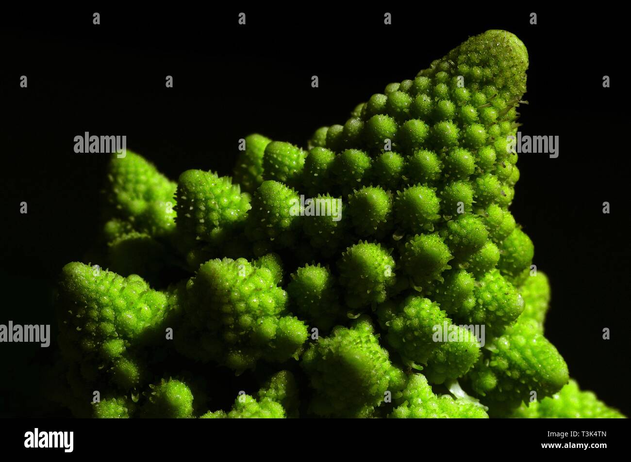 Sauvage (Brassica oleracea), une variante des choux-fleurs Banque D'Images