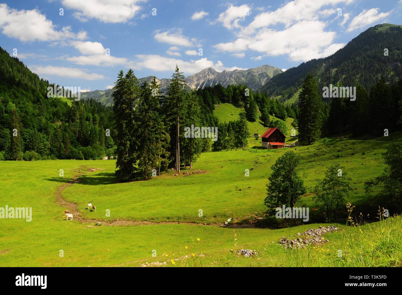 Vallée Hintersteiner, direction Bad Hindelang, souabe, Bavière, Allemagne, Europe Banque D'Images