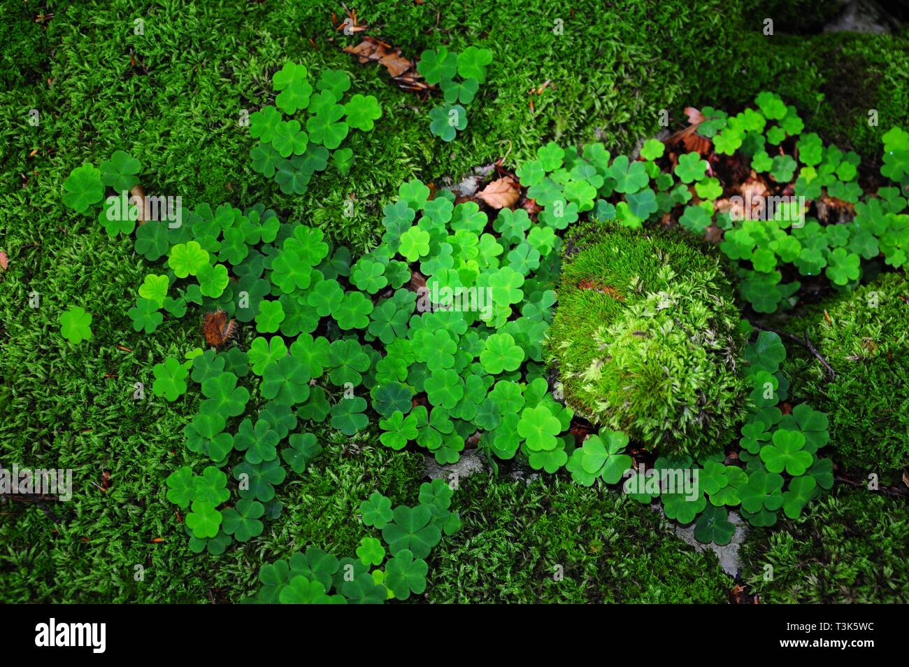 Acetolsella oxalis, Bavière, Allemagne Banque D'Images