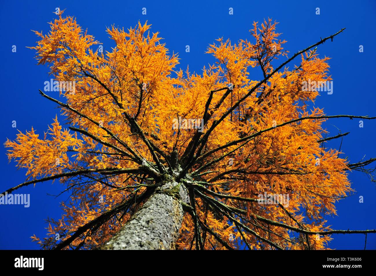 Chêne (européen), l'automne, Bavaria, Germany, Europe Banque D'Images