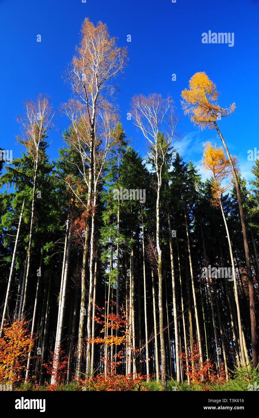 Forêt mixte en couleurs de l'automne, Bavaria, Germany, Europe Banque D'Images
